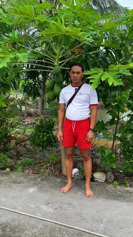 Review cực nhanh cây đu đủ tôi trồng