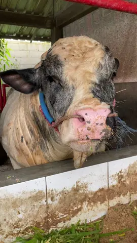 Sapi belgian blue makan #sapi #peternakmuda #peternakindonesia 