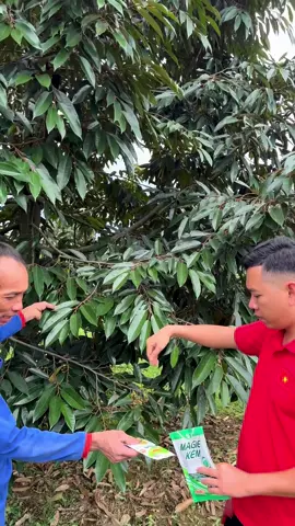 🔥 CHUYỂN LÁ VÀNG THÀNH LÁ XANH SAU 1 LẦN PHUN.  ☘️ Gói 160gr pha 200-300 lít nước phun đều cây sẽ giúp dàn lá XANH - DÀY - CỨNG.