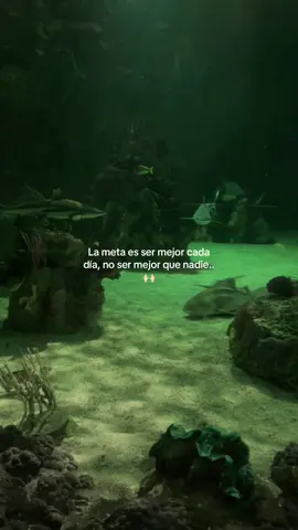 🙌🏻 #pesopluma #nuevavida #Viral #fyp #crgzf #frasesmotivadoras 