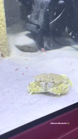 ตอบกลับ @Eastern Real Esteate  #ปู #สัตว์โลกน่ารัก #สัตว์เลี้ยงtiktok #ปูหนุมาน #ตู้ปลาของฉัน 