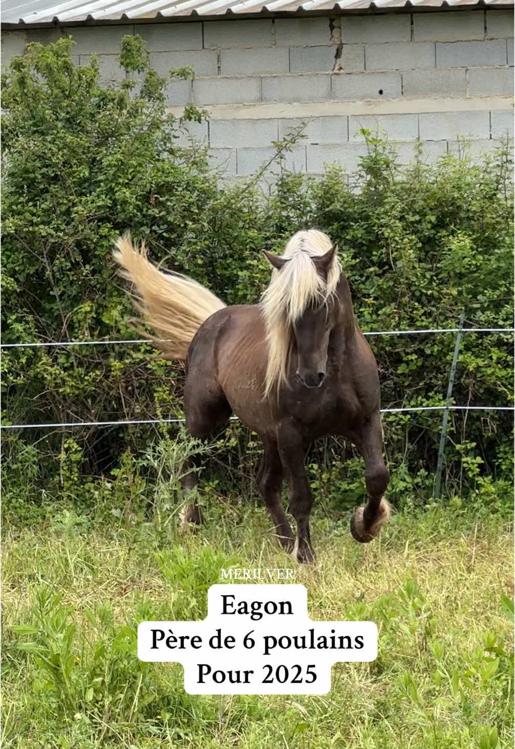 Eagon , père de 6 poulains pour 2025