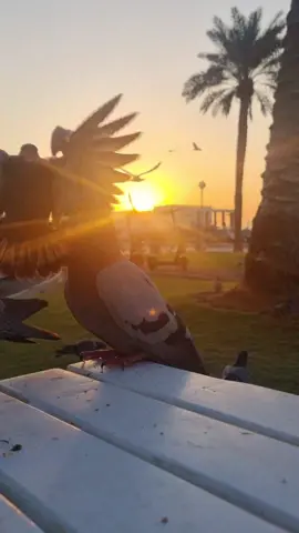 #قطر_الدوحة🇶🇦 #الجزائر  #اللهم_سخرلي_ملائكتك_وجنود_ارضك #اللهم_لك_الحمد_ولك_الشكر_حتى_ترضى #