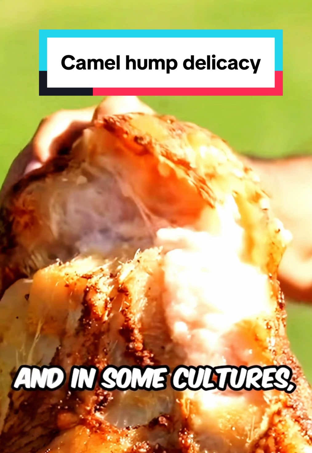 Would you try camel hump? #camelhump #camels #delicacy #mongolia #curiosity #fyp 