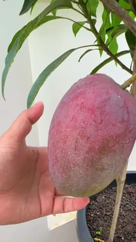 Mangga irwin🤤🥭#mangga #manggairwin 