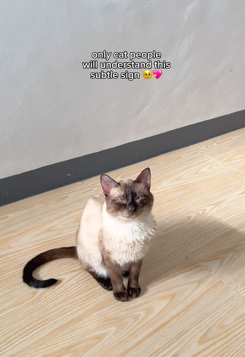 when your cat gives you slow blinks.. #catsoftiktok #siamese #cute #relatable #catlover #cats #fyp 