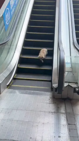 Dog going down stairs #funnyvideo #dog #dogsoftiktok #fyp #pet 