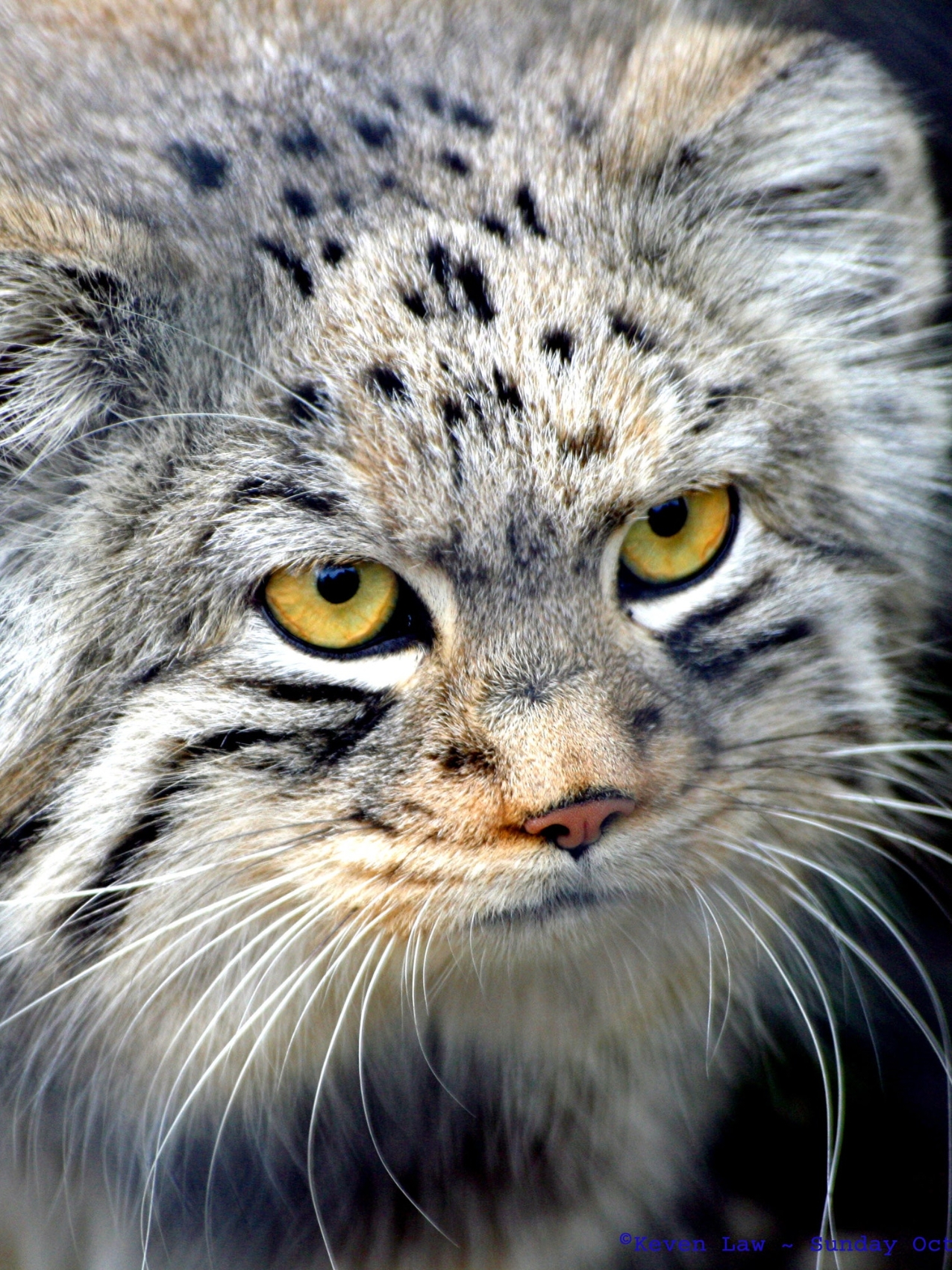 Pallas's cat 🐱 The Pallas's cat (Otocolobus manul), also known as the manul, is a small wild cat with long and dense light grey fur, and rounded ears set low on the sides of the head. Its head-and-body length ranges from 46 to 65 cm (18 to 26 in) with a 21 to 31 cm (8.3 to 12.2 in) long bushy tail. It is well camouflaged and adapted to the cold continental climate in its native range, which receives little rainfall and experiences a wide range of temperatures. #video #tiktok #cool #cat