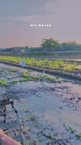 Di petik wong lio🥲#petaniindonesia🇮🇩🇮🇩🇮🇩🌿🌿 #petanimilenial #sawahpedesaan 