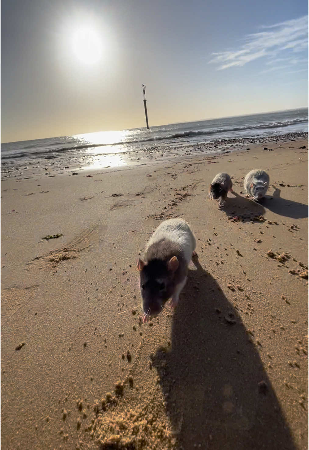 7 Rats at the Beach #rats #animals #pets 