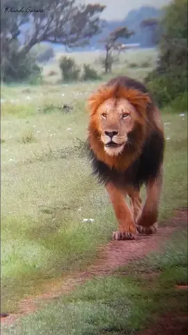 Osupaat Solo king Osupaat Patrolling this morning strong and confidence 12/06/24 #bigcat #lion #wildlife #justiceforolobor #masaimara #masaimaranationalpark #animal 