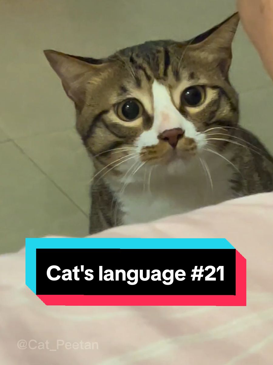 try it to call your cat 🐈 😻 #catsounds #catsoftiktok #cat_peetan #cats #meow #CapCut 