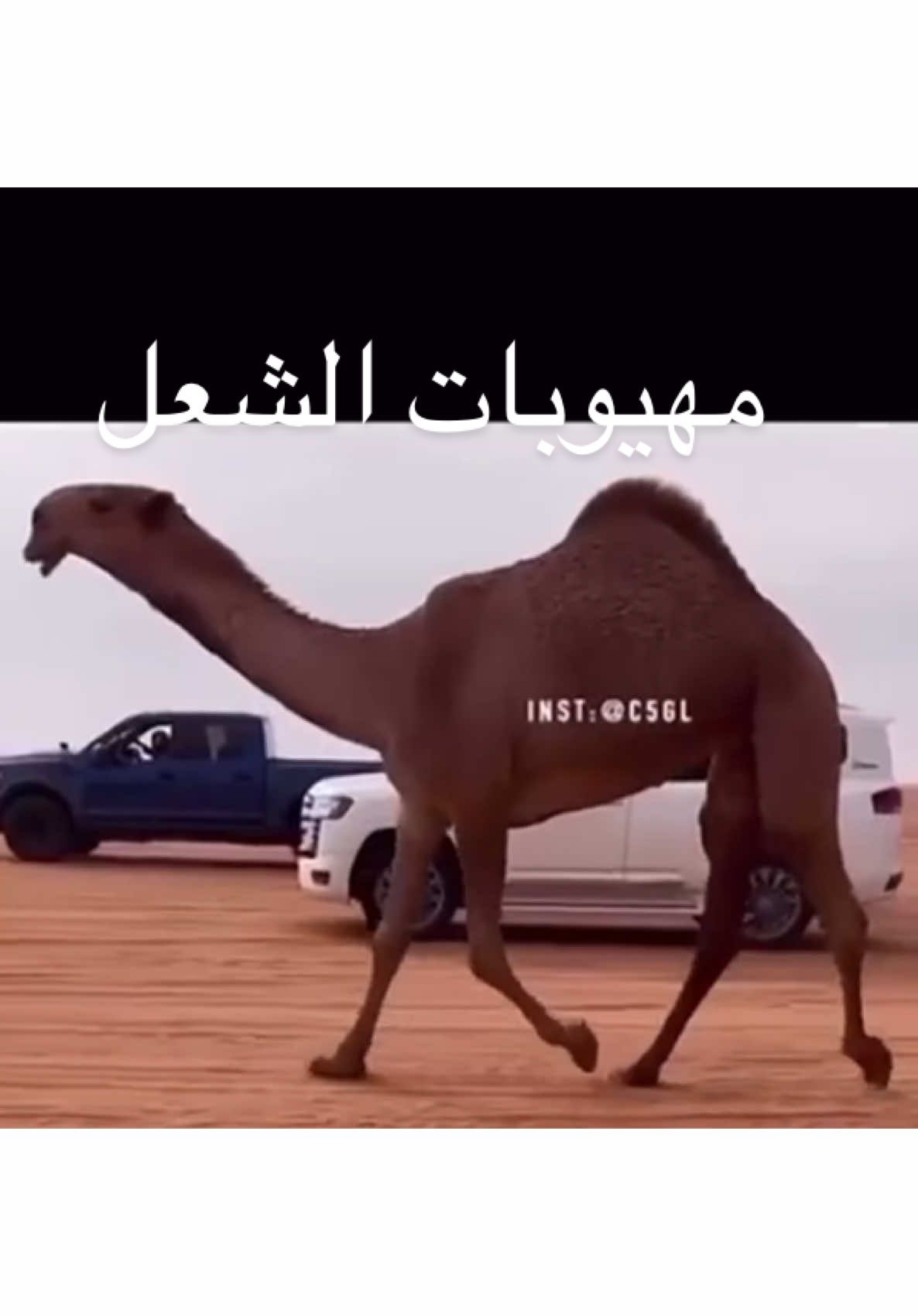 #مهيوبات_الشعل#ابن_جدعان#الصياهد_رماح   #شيلات_الجفراني#ابوعجاريد_اللبل#الشعل    
