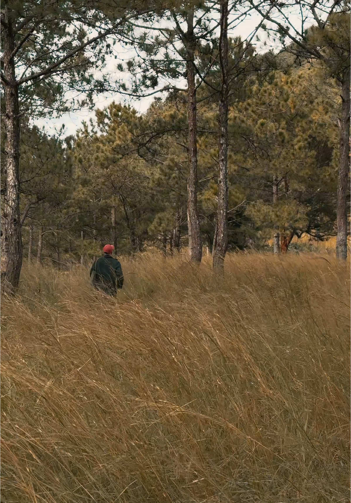 ở đâu đó, một điều tuyệt vời đang chờ được khám phá #forest 