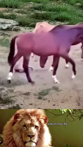 #wild #animals #work #trending #foryou #work #fyp 