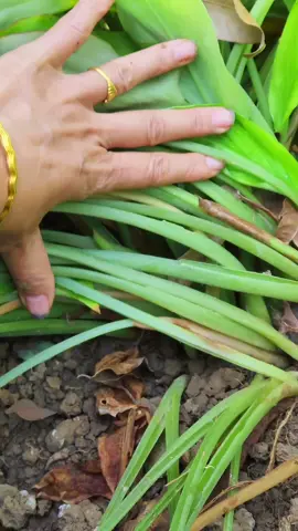 củ gừng đen có công dụng gì? #viemloetdaday #viemdaitrang #traonguocdaday #viemdaitrangcothat #viemhangvi #kinhdoanhonline #xuhuong #phunu #tamban 