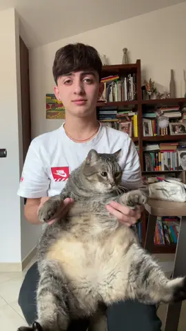 😂 #catsoftiktok #catslovers #cutecats #catdance 