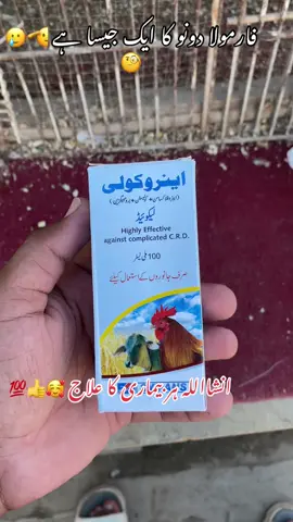 انفارمیشن ٹپس اصل برڈس کا لے 💯🥰👍🤓#aseellovers #aseellover #aseel #aseelmurga #aseelmurgalover #aseellover😱🔥 #lover #lassaniaseellover #murgalovers #aseelhen 