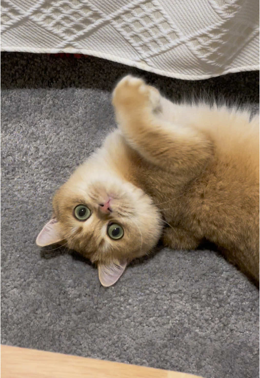 #britishshorthair #catsoftiktok #cutecat #cutecats #kittycat #cats #pets #funnycat #catlover #cat #pet 