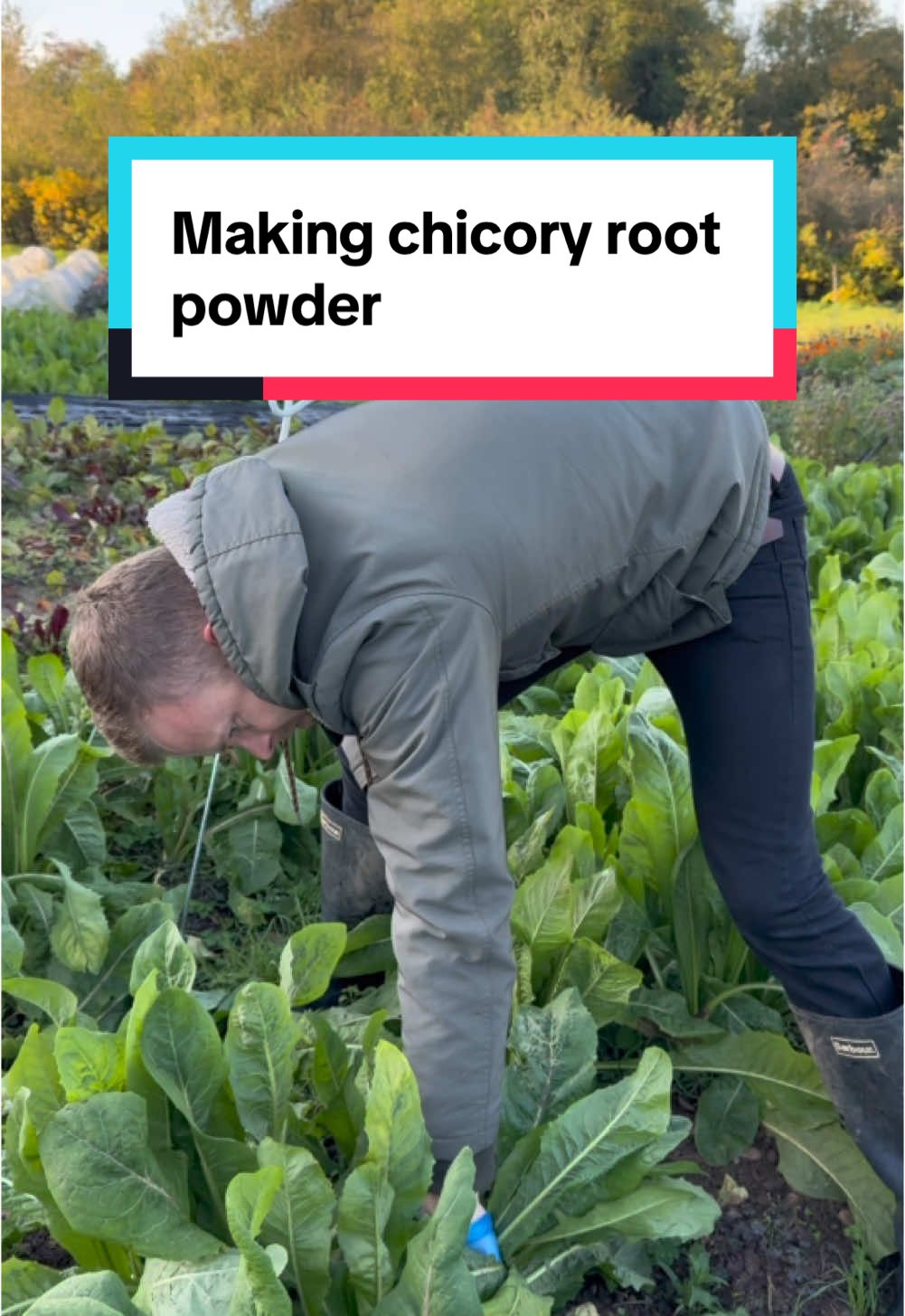 All About The Process, Episode 46: Chicory Root Powder Our Foraging & Preservation team is currently harvesting around 300kg of chicory root from the garden, which will yield roughly 70kg once dried. Follow Dickie and Chris turn this versatile parsnip lookalike with its coffee-like bitterness into a powder. And because of it's versatility, it's a staple across our business, it’s currently transformed into powder and transformed into a caramel at our sister restaurant, Roots York.