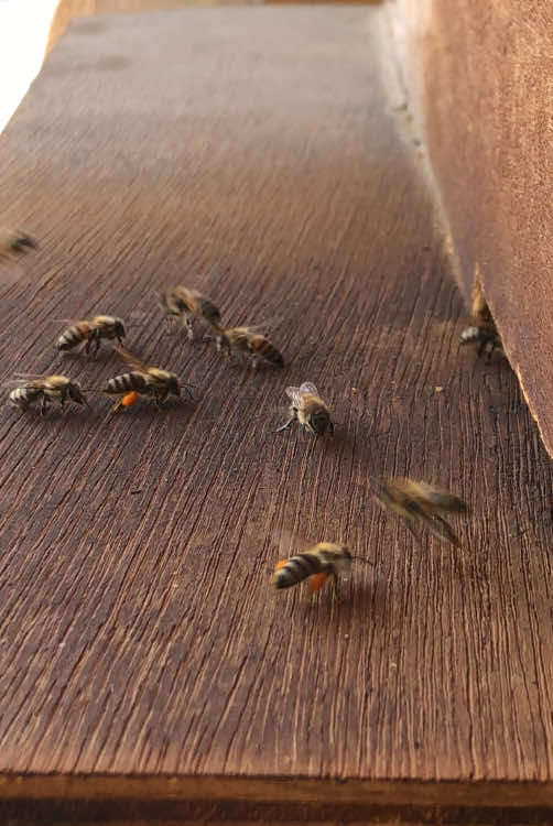 A video clip of a beehive in the morning has spread on social media, showing bees collecting pollen and honey in abundance. We are now in the winter season, and there is only one day left until the beginning of the cold winter season #honey #beehive #foryou #fyp #viral #فحص_النحل 