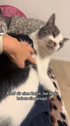 #tommy_derkater #cats #catsoftiktok #catslovers #catsvideo #catstagram #catsmoves #cat #katze #katzen #katzenvideos #katzenliebe #katzenauftiktok #funnycats #funny #funnyvideo #funnymoments #funnytiktok #fy #fypシ #fypシ゚viral #fypage #fyppppppppppppppppppppppp #vira #viralvideo #viralvideo #viraltiktok #virall #viral_video #viralvideosofficial  #ideen #instergram #booster #fürDich 