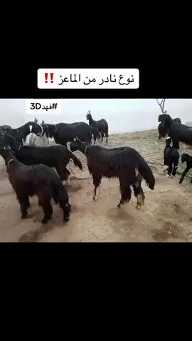 باكستان فيها من انواع الماعز التي لا تخطر على بال ولم تشاهدها من قبل ‼️ (الحساب مخصص للماعز الجنوبي والماعز اليمني لون الصيد والعماني والماعز القزمي والهجين تسعدنا متابعتكم للحساب) ‏‎(متوفر الان رسائل جماعيه بعروض الحساب ع الواتس فالبايو) موقعنا (السعودية - الرياض - المزاحمية ) *التواصل عبر رابط الواتس فالبايو ‏‎##السعودية##الرياض##الرياض_الآن##الامارات##عمان##اليمن##العراق##الاردن##مصر##ليبيا##المغرب##لبنان##مزاد##الكويت##قطر##البحرين##اكسبلور##استراحة##مزرعة##خيل##خيول##اصطبل##مكة##الطايف##جدة##تبوك##القصيم ‏‎ بريدة ##انعام##حايل##القريات##طبرجل##الشرقية##ابل##مهرجان_الملك_عبدالعزيز##قزميات##قزم##محمية##حيوانات_اليفه##اغنام_الامارات##اغنام#السعوديه##اكسبلورر##فهدددد##شاليه##الشتاء# ##مشاهدات ##ترند##بيشيات##بيشية##ماعز_بيشي##ملتقى_ملاك_الماعز_البيشي##باركور##رياضة_الباركور‏‎سيول ##مطر##fyp##viral##foryou##foryoupage##explore##viralvideos##dancewithpubgm##goat##goat_south_africa##Pakistan##India##China##Indonesia##Australia ‏##sheep‏##farm‏##barn‏##lbex‏##Ibex##MAZAD_FAHADDD ‏##parkour_sport##فهد3D‏##collagen ‏##animals     ##Ibex   ##cat   ##Horses   ##jumping_hurdles    ##Olympiad      ##football ‏##parkour ##Kalhar##Power_Got ##goatpoor  ##SouthAfrica##Spain##America ##USA##Trump##باخ ##dag