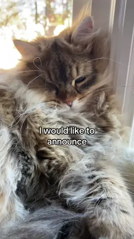 Bruce has an announcement #cat #cats #catlover #catsoftiktok #cattok #catslovers #fyp #foryoupage #foryou #catsvideo 