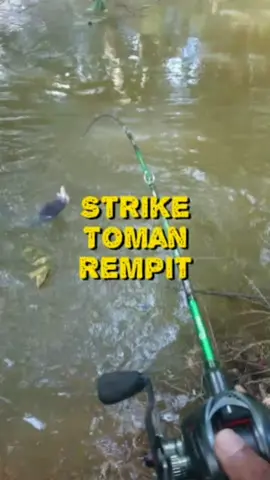Membalas kepada @kandaajak_ biarlah tak pandai pun, janji mancing bossku #toman #ikantoman #fishing #kingcurutz #teamcurutz 
