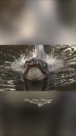 Alligator bellowing calls in Florida #outdoor #wildlife #shorts #animals #nature #florida #huntingtiktok #hunting #hunterxhunter #Alligator