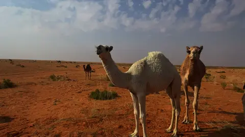 #greenscreen #الشمال #relatable #fypシ #trending 