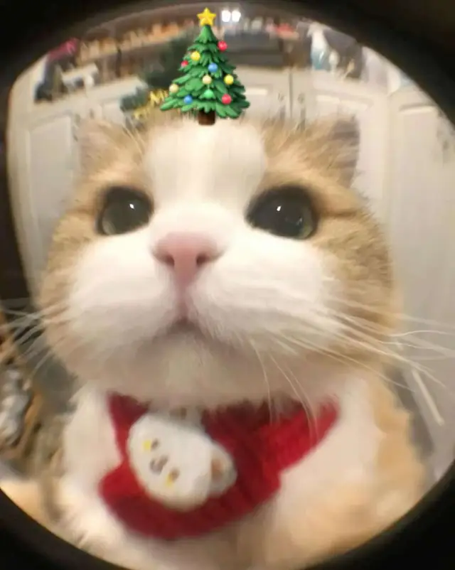 Avatar mèo giáng sinh chuche cho mng nà ☃️🎄❄️#christmas #noel 