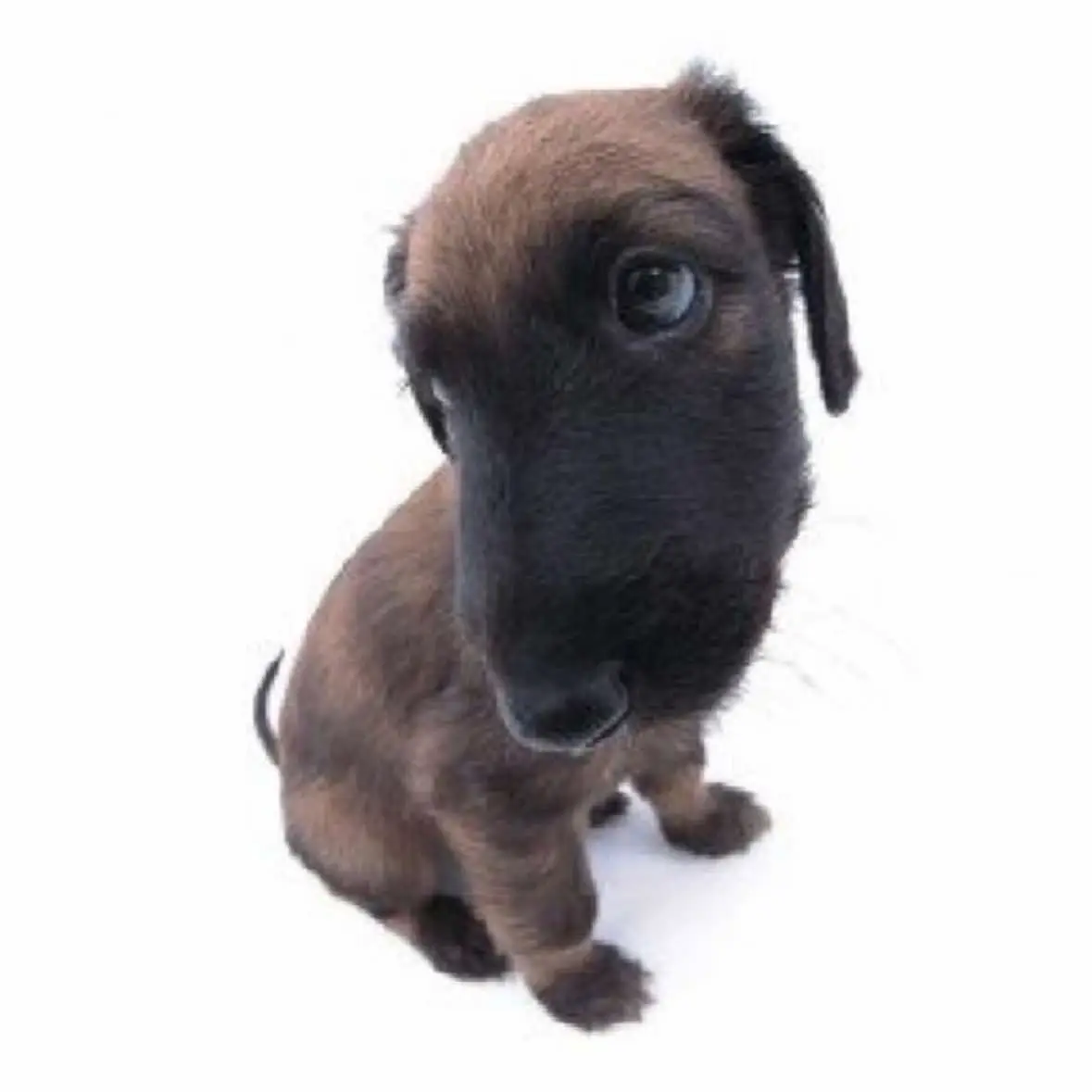 ALL PHOTOS ARE FROM THEDOGANDFRIENDS.COM || portion of proceeds go to the save the dog project, donations go to groups that support dogs and cats so go buy a calendar or something 