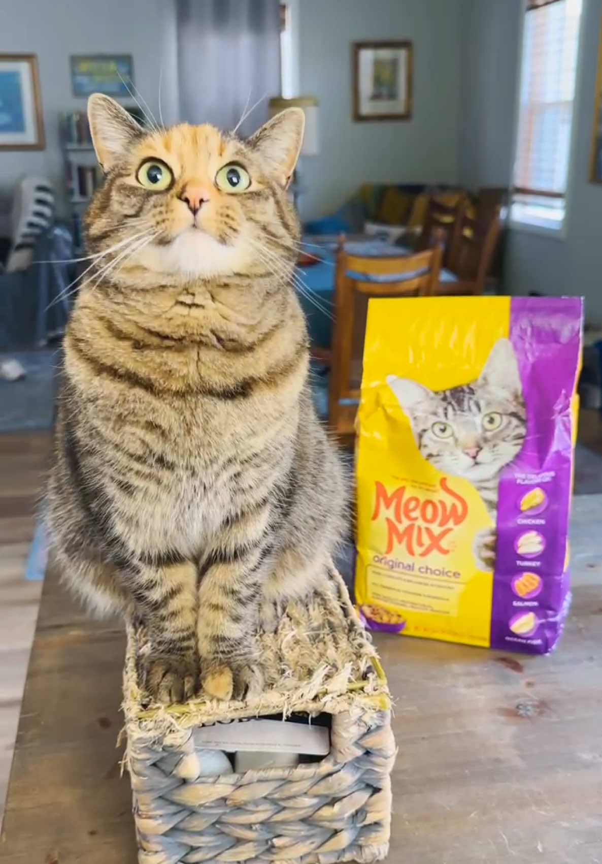 #AD Lilith couldn’t wait to celebrate the 50th anniversary of the Meow Mix Jingle!! Link in bio #MeowMix @Meow Mix 