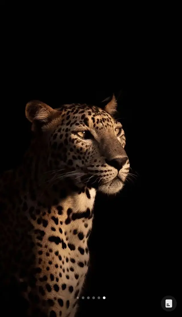 #خلفيات #iphone #tiger #🐯 