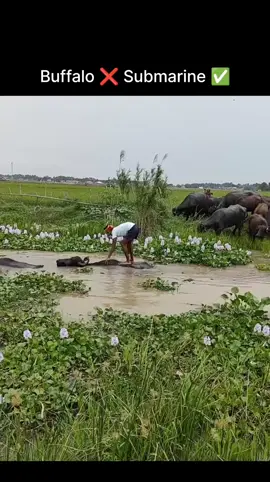 #trending #unfreezemyacount #fyp #comedy #funny 