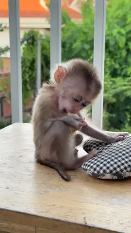 Adorable little monkey #monkeys #babymonkey #Love #monkeylife #animals #MonkeyLife #animallovers #funnyvideo #reels #monkeylove #funnyanimals #reelsfb #funny #shorts #monkey #reelsviral #thebestfunny #Monkeyreels #videosfunny #babylove 