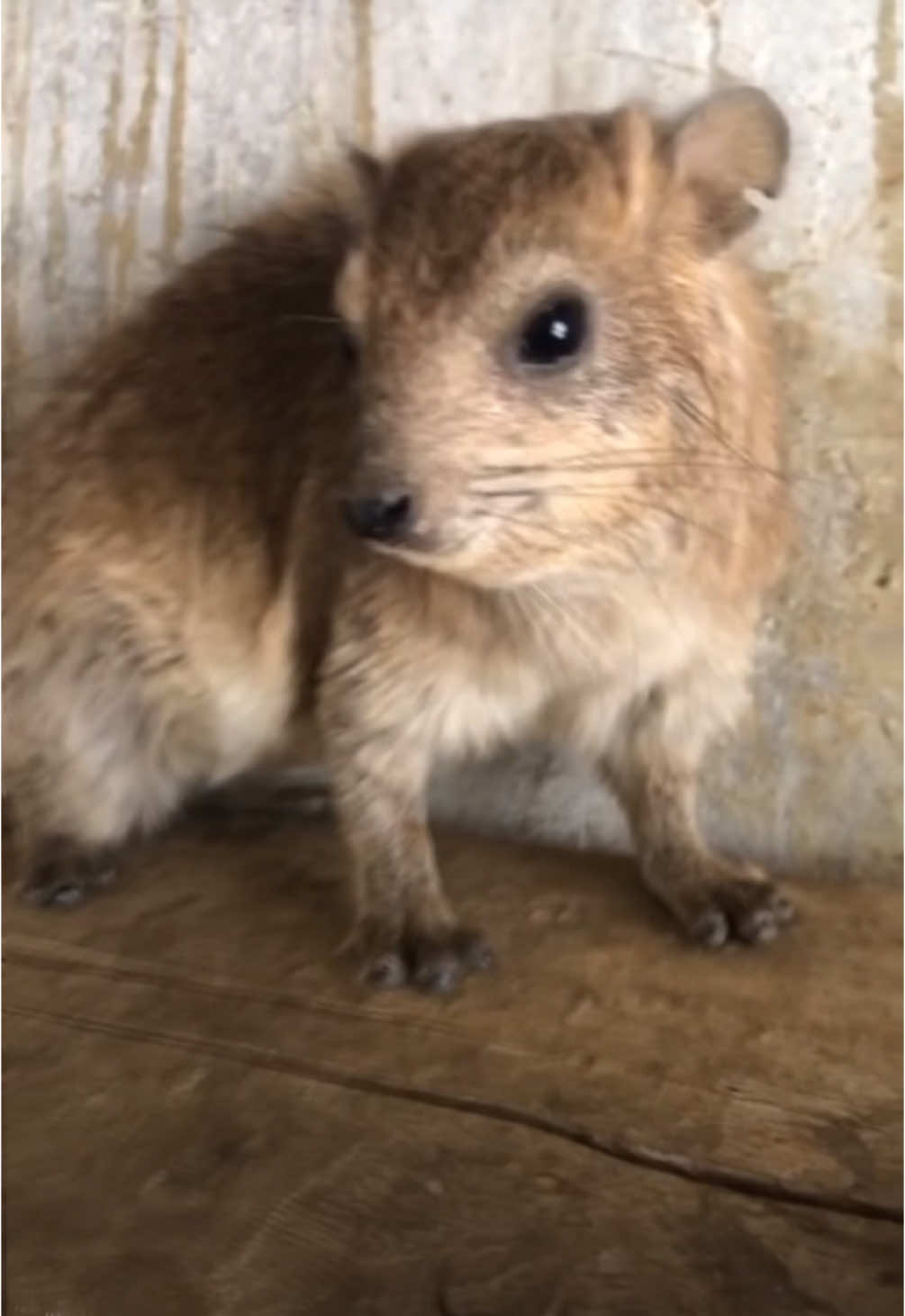 AWAWA hyrax using his battlecry against the cameraman  An old video, where a young bush hyrax (Yellow Spotted Rock Hyrax) is still getting used to feeding in his new enclosure.  #hyrax #wawa #mama #scream #animal #rodent #quokka #capybara 