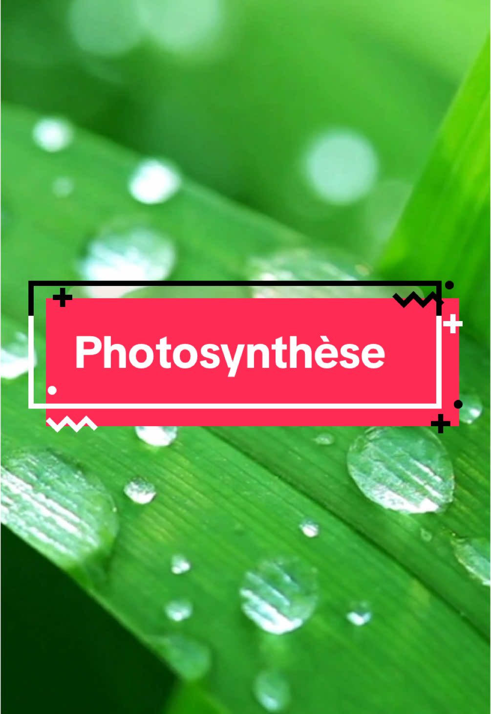 La photosynthèse 🌱 #svt #spe #brevet #bac #lycee #terminale #biologiepourtous #pourtoi #studytok #french #francetiktok #assembleenationale #bac2025 #bac #apprendresurtiktok #tiktokacademie #goviral 