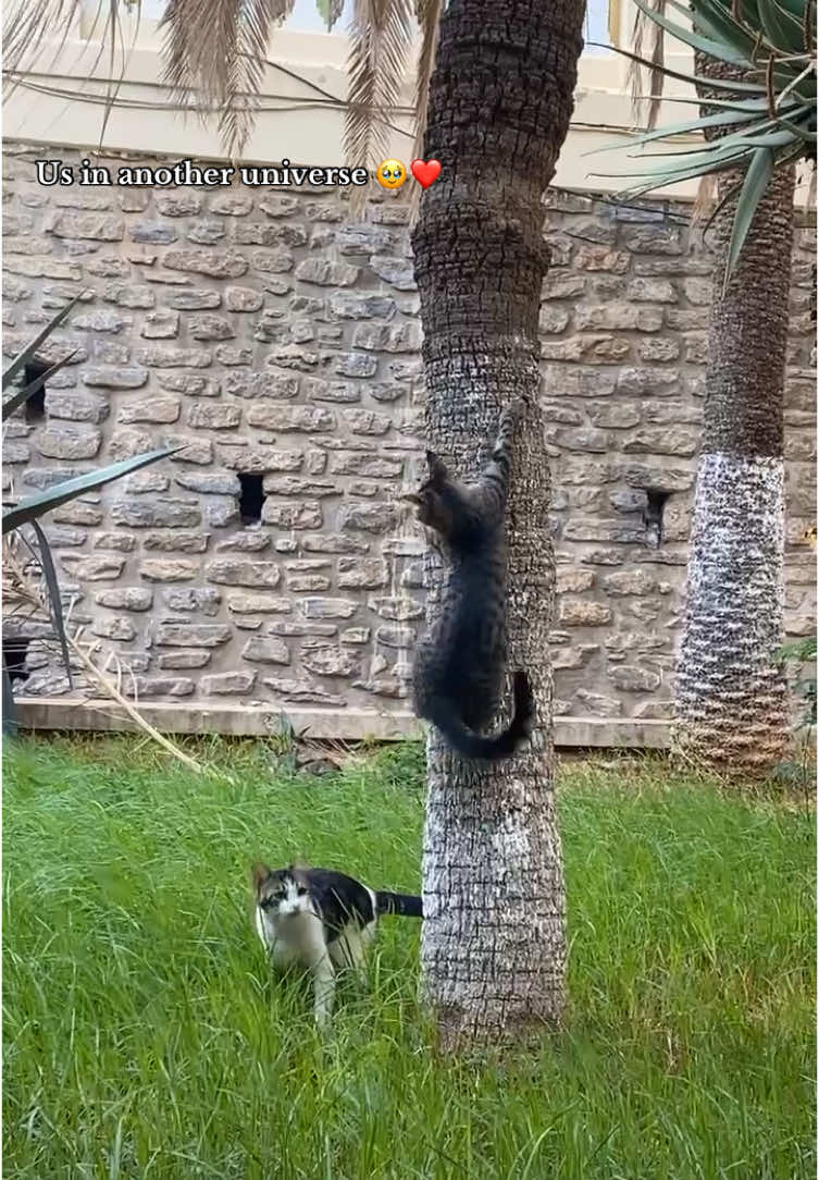 #couple #anotheruniverse #3december #cutecat #الشعب_الصيني_ماله_حل😂😂 #fyp #faccentralealger1 #explore 