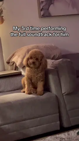 sorry to my neighbors as well, im not stopping til I get that high note right #minipoodle #dogsoftiktok #wickedmovie 