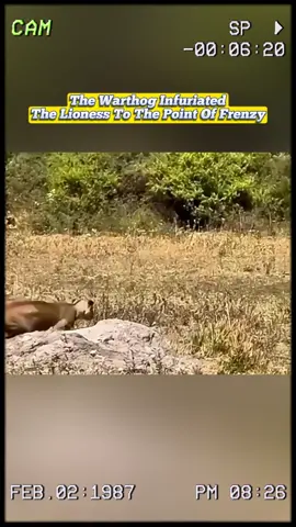 The warthog infuriated the lioness to the point of frenzy. #wildanimals #animals #foryou 
