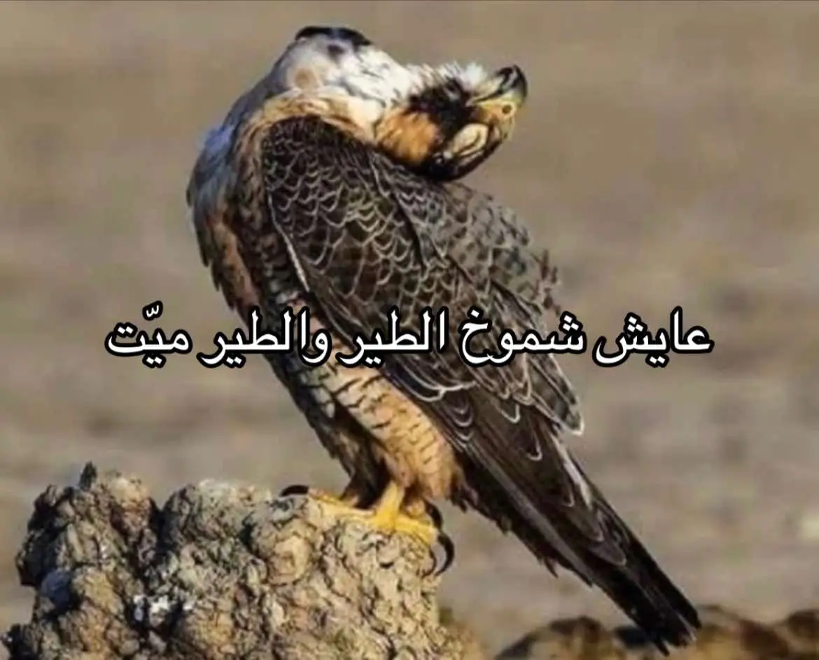 لـ عُشاق القصيد سنابي فـ البايو :) #قصيده #بيت_شعر #6_من_يونيو #fypシ #خواطر #اكسبلور #شعر #قصيد #قصايد #ترند 