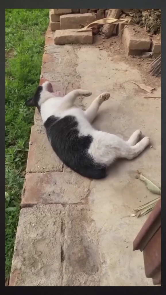 Funny cats 33 || If you think cats are innocent 🙃, you're wrong 🤣🤣 #cat #cute #animal #pets #fyp #foru 