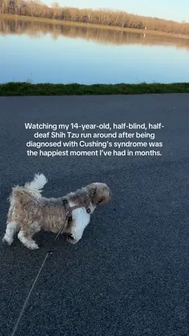 #CushingsSyndrome #ShihTzuLove #SeniorDog #DogRecovery #HappyMoments #DogHealthJourney #BlindDeafDog #DogRescue #DogLife #GratefulHeart #PetLovers #FurryFriends #SeniorPet #MiracleMoment #DoggoLife #fyp 