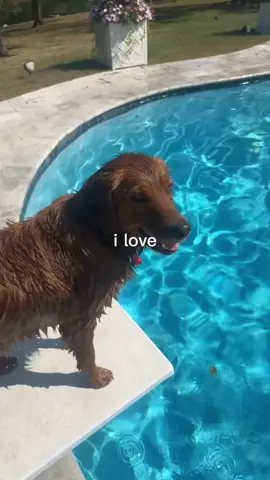 Just made an edit of my dogs cuz i miss them