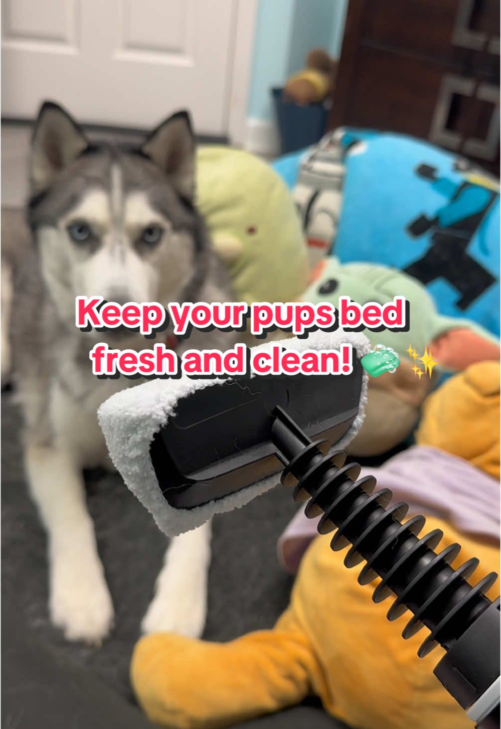 Keep your furry friend's bed fresh and clean! 🐶✨  This steamer is a lifesaver between biweekly bed washes, ensuring your pup always has a cozy, clean place to rest! #dogcare #dogmomlife #furryfriends #dogsoftiktok #CleanTok #steamer #petcare #petparent 