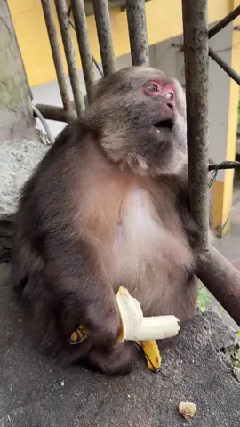 XingXing, как и все обезьяны, любит бананы 🥰🍌🍌#monkey #asia #xing #monkeys #xingxing #animalsoftiktok #animalslover #monkeysoftiktok #обезьяна #азия #синсин #foryo #foryoupage❤️❤️ #reels #loveyou #lovely #cuteanimals #fyp #foryour #naturephotography