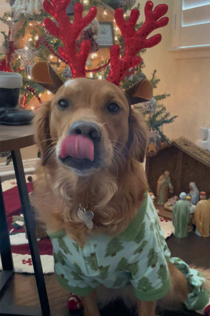 Daisy Kate the black-nosed reindeer. #fyp #goldenretriever #reindeer #asmr #santashelper #goldensoftiktok #christmas2024 #foryoupage 