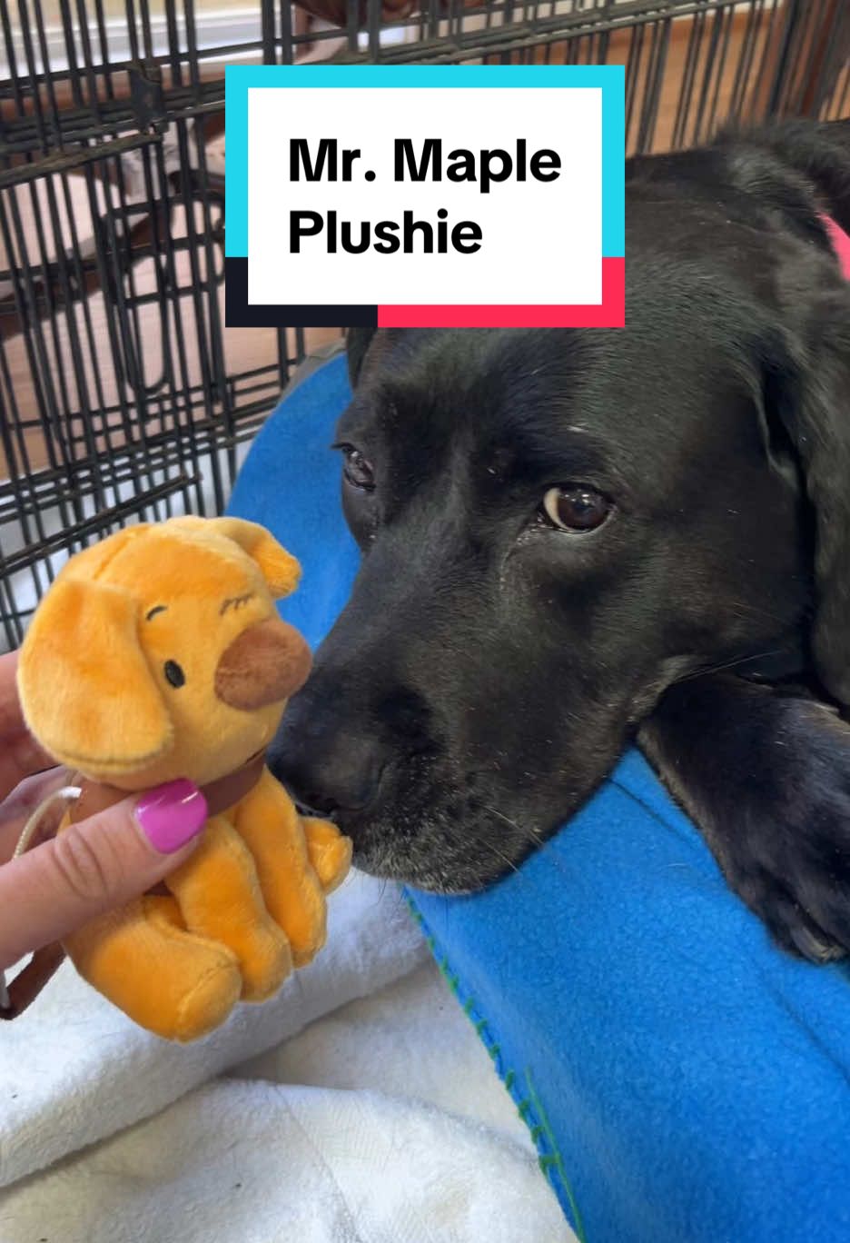 Meet Mr. Maple (the plushie)! #mrmaple #guidedog #dog #dogs #plushies #plushie #stockingstuffers #kid 